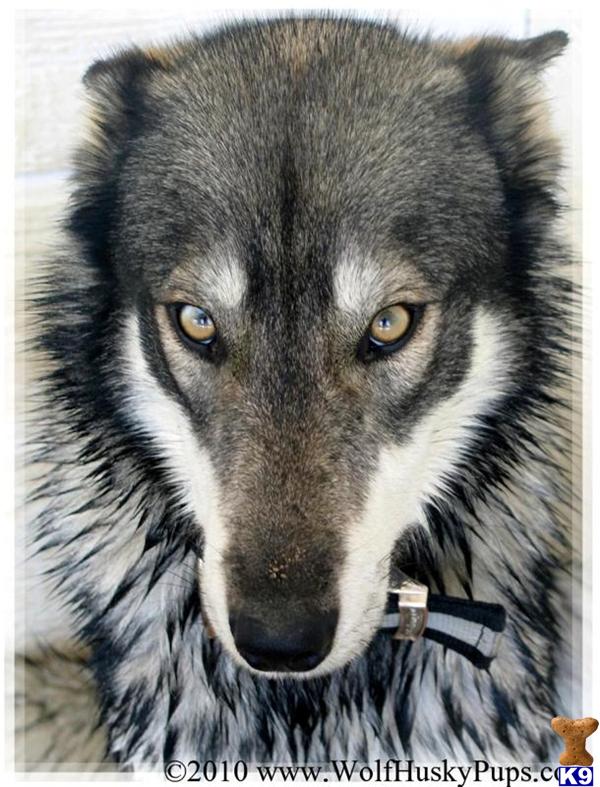 Wolfdog - , la enciclopedia libre